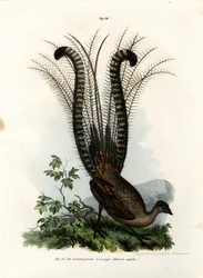 Prachtleierschwanz, 1864